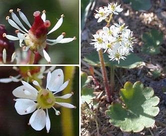 Micranthes nelsoniana