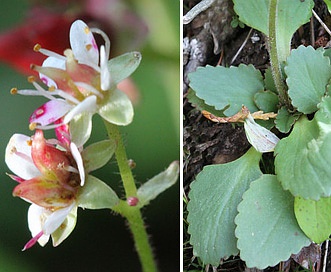 Micranthes occidentalis