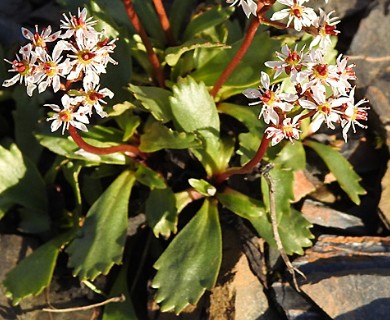 Micranthes razshivinii