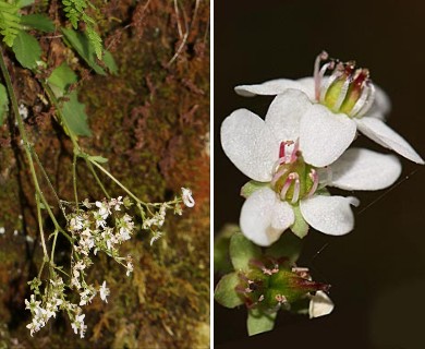 Micranthes rufidula