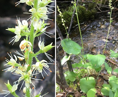 Micranthes spicata