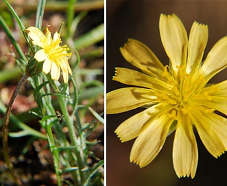 Microseris bigelovii