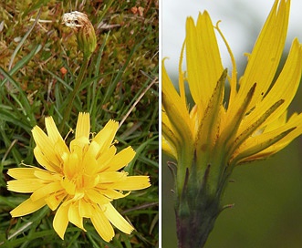 Microseris borealis