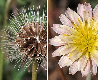 Microseris douglasii