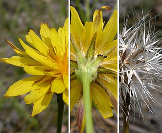 Microseris howellii