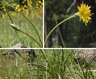 Microseris laciniata