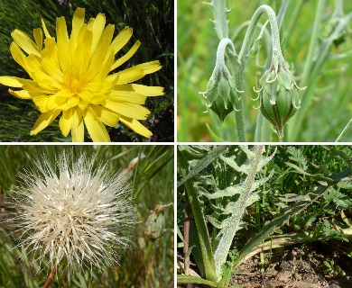 Microseris sylvatica