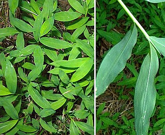 Microstegium vimineum