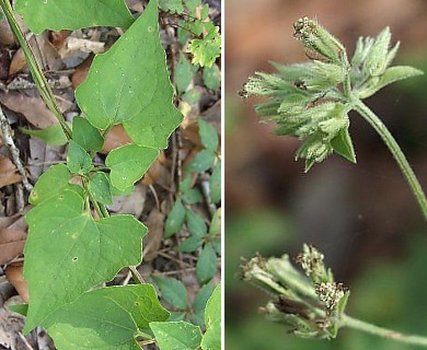 Mikania cordifolia