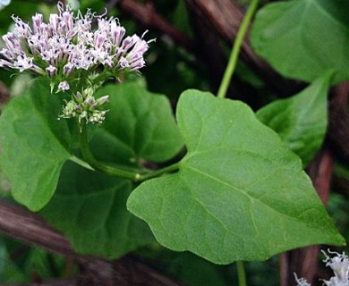 Mikania scandens