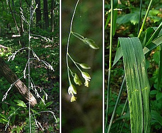 Milium effusum