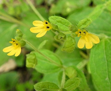 Milleria quinqueflora