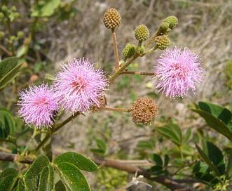 Mimosa albida