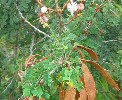 Mimosa bahamensis