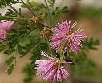 Mimosa borealis