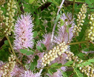 Mimosa distachya