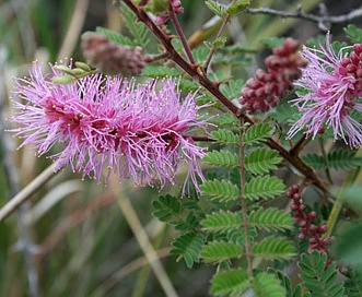 Mimosa dysocarpa