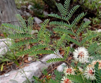 Mimosa grahamii