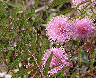 Mimosa microphylla