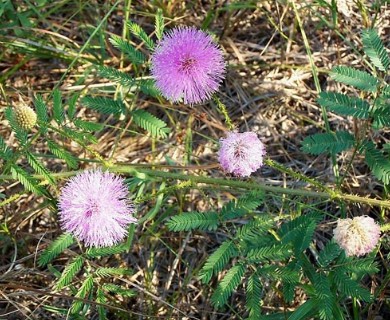 Mimosa nuttallii