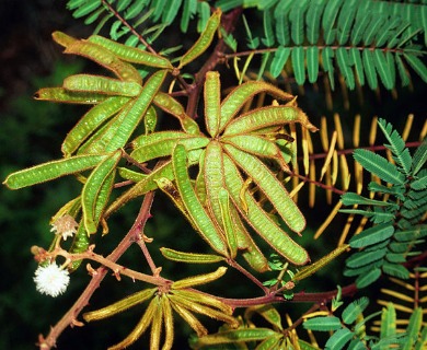 Mimosa pigra