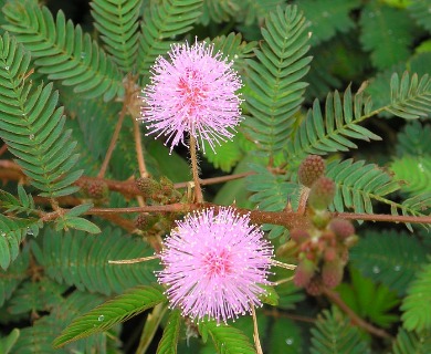 Mimosa pudica