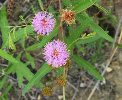 Mimosa roemeriana