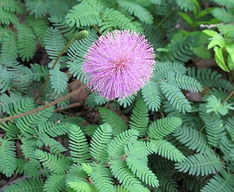 Mimosa strigillosa