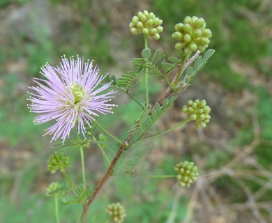 Mimosa texana