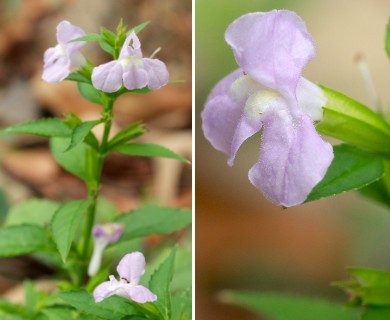 Mimulus alatus