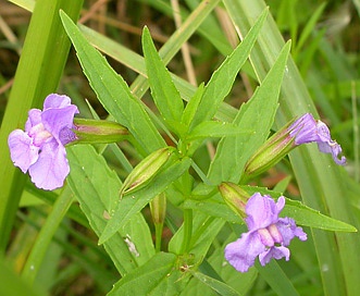 Mimulus ringens