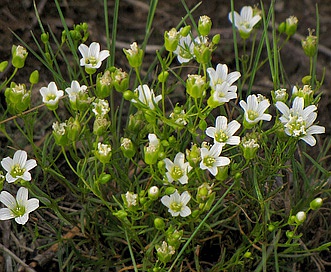 Minuartia glabra