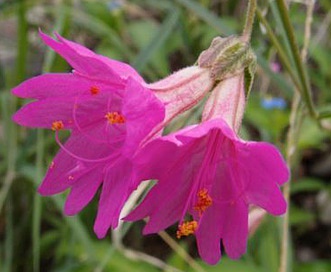 Mirabilis coccinea