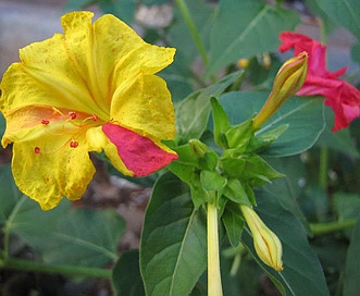 Mirabilis jalapa