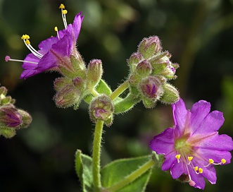 Mirabilis laevis