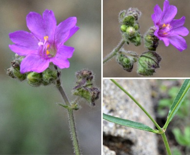 Mirabilis linearis