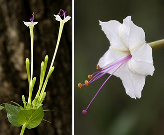 Mirabilis longiflora