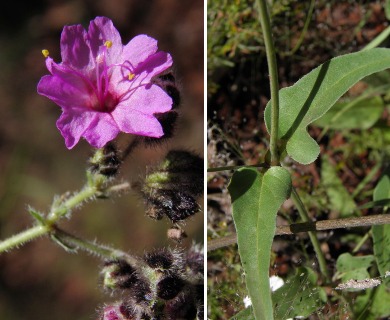 Mirabilis melanotricha