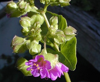 Mirabilis nyctaginea