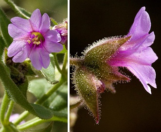 Mirabilis oxybaphoides