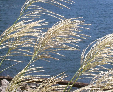 Miscanthus sinensis