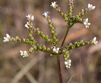 Mitreola sessilifolia