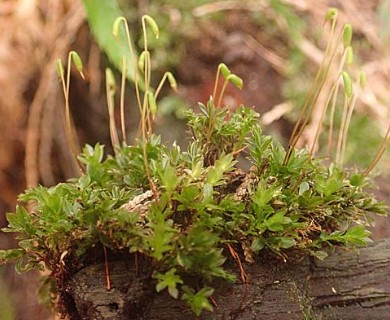 Mnium spinulosum