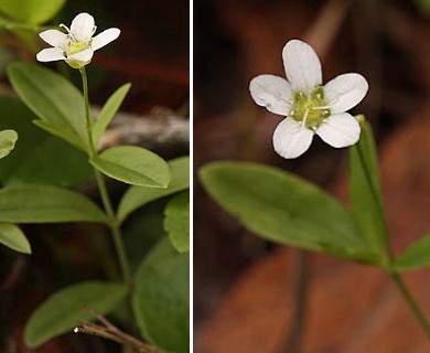 Moehringia lateriflora