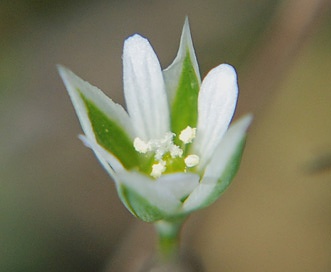 Moenchia erecta