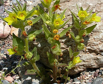 Mohavea breviflora