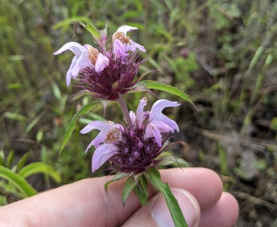 Monarda clinopodioides