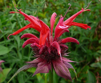 Monarda didyma