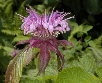 Monarda media