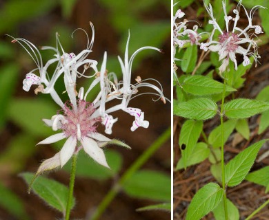 Monarda russeliana